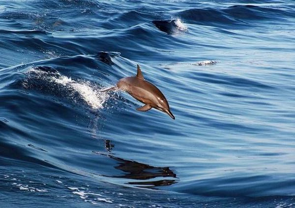 摄影师抓怕的极难看到的照片,每一张都是经典,精彩只有这0.