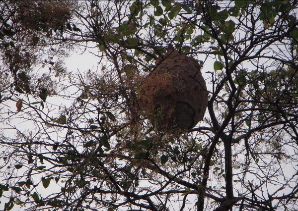 成都某高校发现6个马蜂窝 手痒想分分钟捅掉!