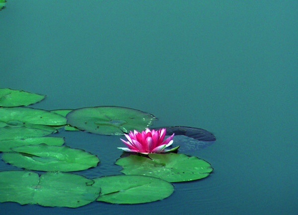 一雨池塘水面平,淡磨明镜照檐楹