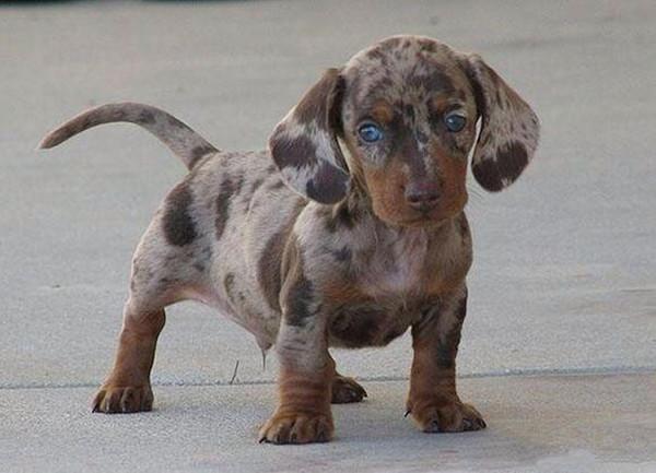 那些可爱的混血狗狗,有你们喜欢的吗