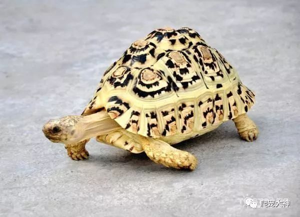 养龟需要注意的六大误区|龟|陆龟|龟类_新浪新闻