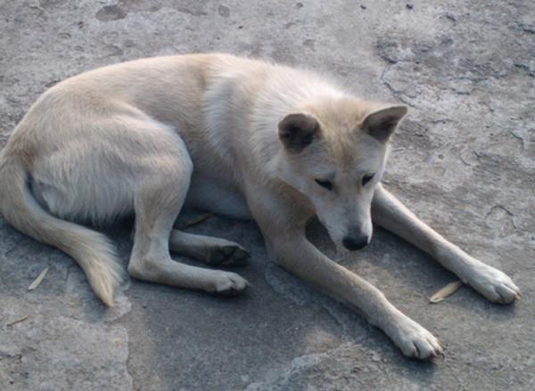 "狗来富",说是流浪狗来到家里是好的征兆,狗的叫声"旺"也有发财的意思