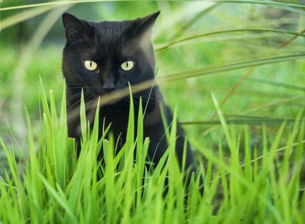 为人们带来好运的黑猫传说