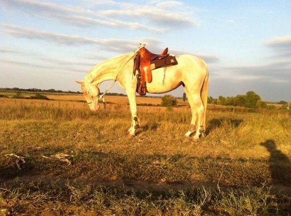 金黄色的汗血宝马不仅仅存在于历史当中土库曼竟然有3000多