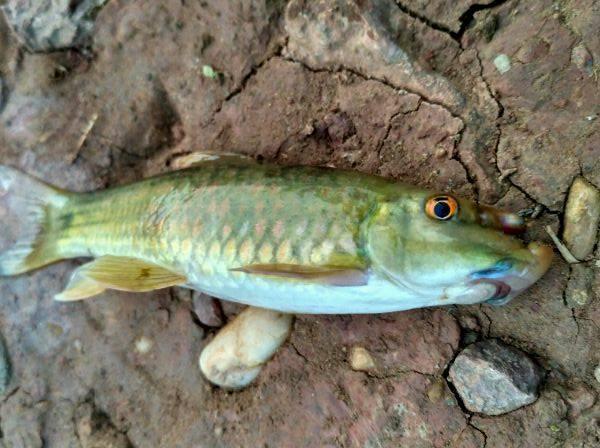 钓到两张嘴的怪鱼不少人是以为是清道夫其实是名贵鱼类