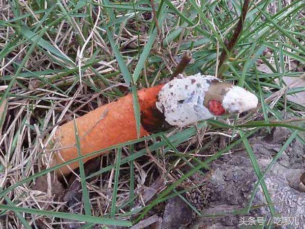 农田里这种蘑菇常被误认为有毒但补肾效果好的不得了