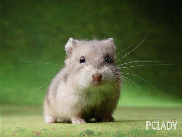 饲养仓鼠最常见的误区总结