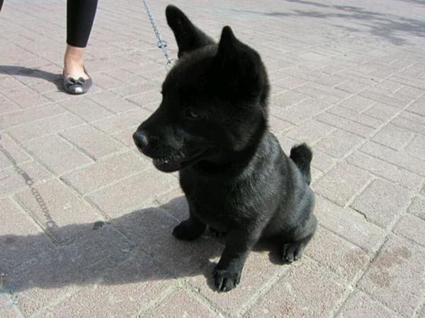 花50元在农村买条小黑狗,网友却说这是"辟邪神兽"