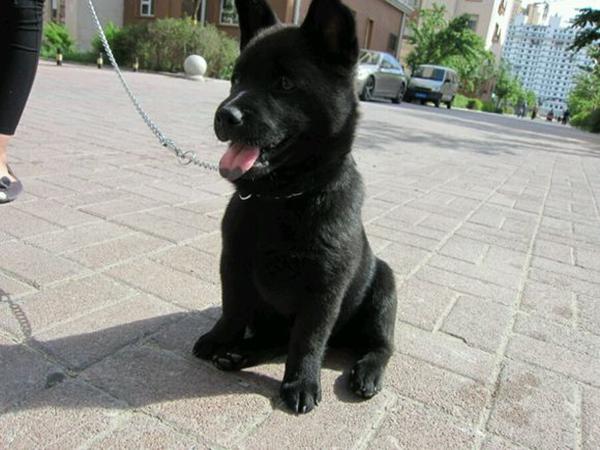 花50元在农村买条小黑狗,网友却说这是"辟邪神兽"