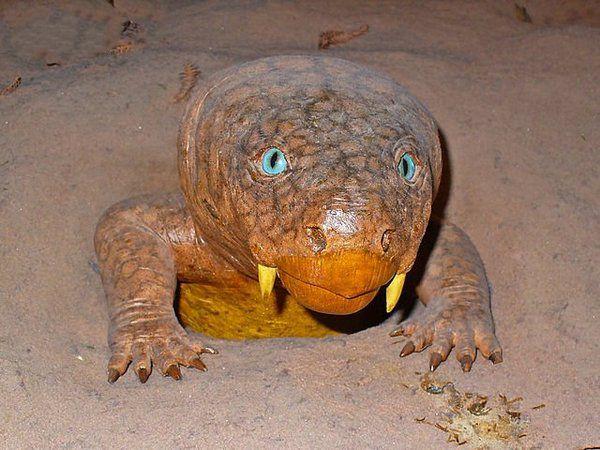 泥盆纪10大最恐怖的生物第一地球史上最凶猛第六现在还存活着