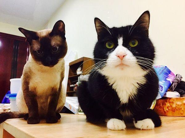 你喜欢奶牛猫吗着一身黑白奶牛猫们看起来都帅帅的