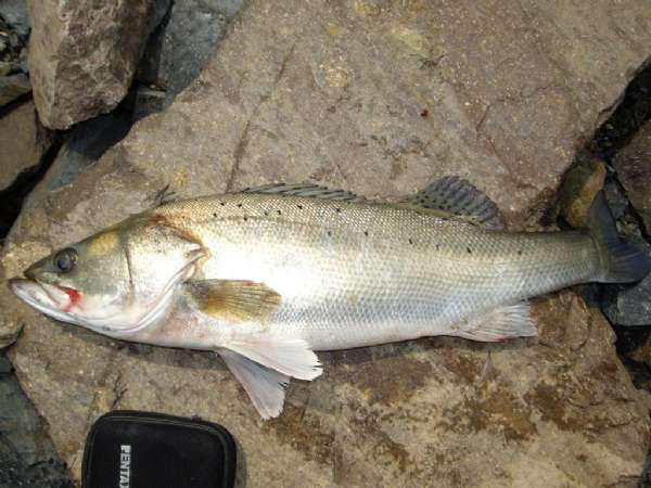 在沿海地区此鱼非常受欢迎,银白的身体上有七颗美丽的斑点