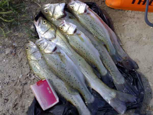 在沿海地区此鱼非常受欢迎,银白的身体上有七颗美丽的斑点|鲈鱼|斑点