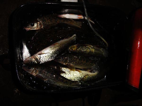 松花江里名贵鱼种,在重庆被叫做"花参"每年冬天是垂钓的好时机