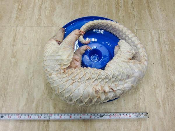 史上最大宗!高雄查获逾4千只走私剥皮穿山甲,总市值逾3000万!