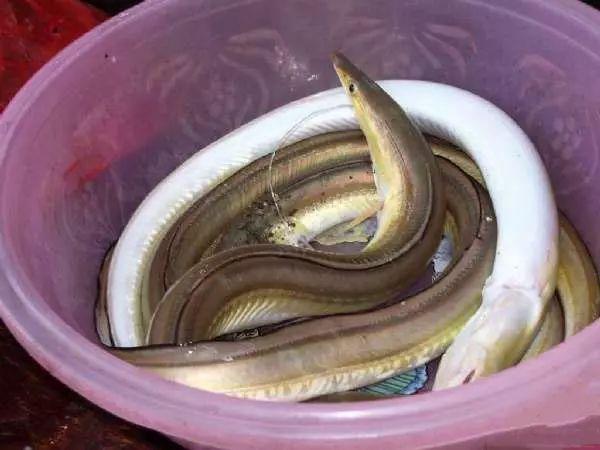 几十元一斤的海鳝,只在晚上才能钓到,让你百吃不厌