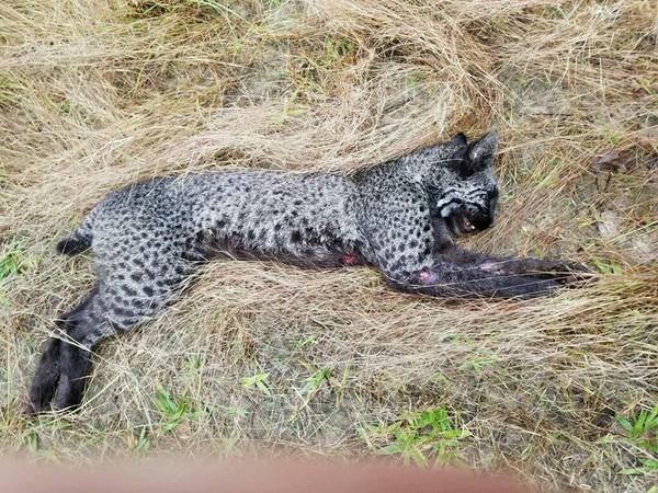 但猎人相关团体却兴高采烈地宣布,「这是非常稀有的,一头美丽的截尾猫