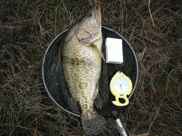 此鱼俗称"鳌花"身上布满花纹,为有吉林松花江出产的最佳