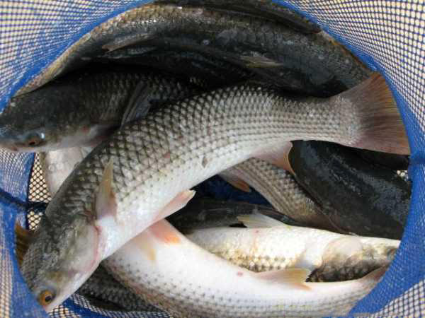 此鱼和草鱼有几分相像,因其生长在咸碱水域,比淡水鱼更鲜美