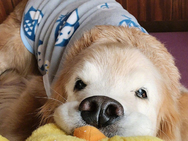 13岁的金毛拍照还像是一只小奶狗,网友看到照片少女心都炸裂了