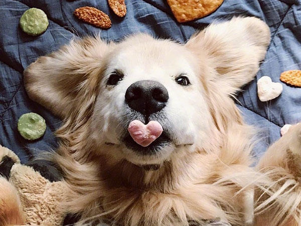 金毛13岁了还很喜欢咬东西,网友看完照片想把家里的玩具都给它