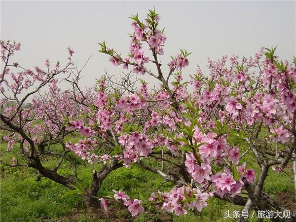 阳春三月桃花开这十大观赏桃花胜地让人如痴如醉