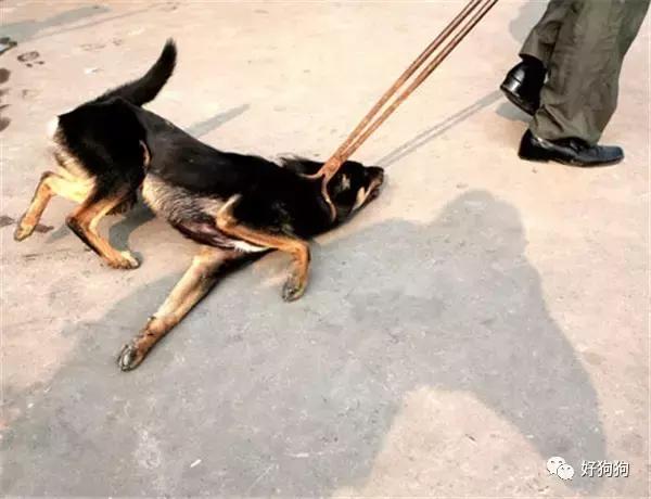 被抛弃的狗狗大量涌入城市,疯狂报复人类!