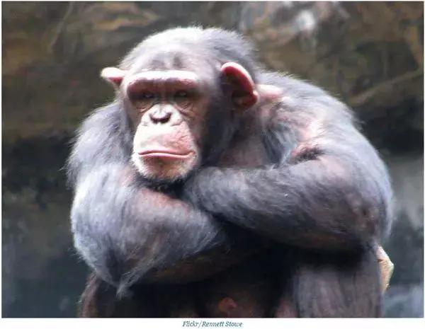 误解三:人类是从大猩猩进化而来的.