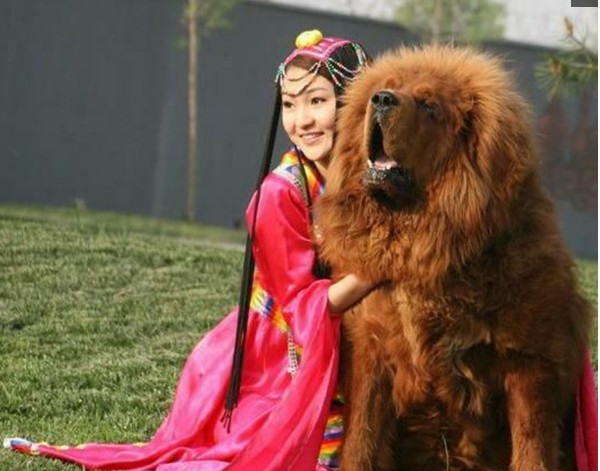 世界上最像猛兽狮子的狗，最后一个来自中国，像狮非狮，凶猛异常|凶猛|狮子|异常_新浪新闻