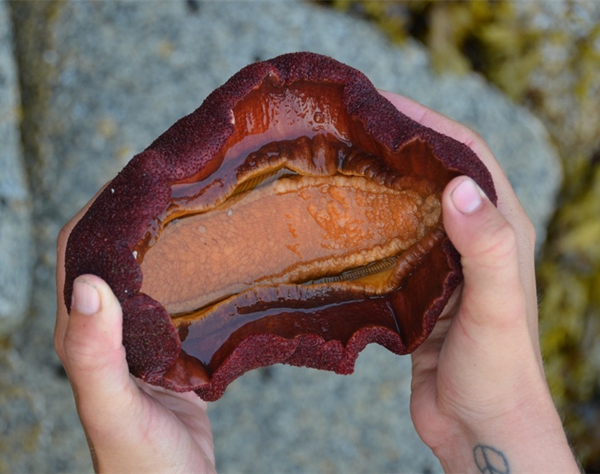 结果男子上网一查,才知道这东西叫做橡胶靴石鳖的生物,是一种海生软体