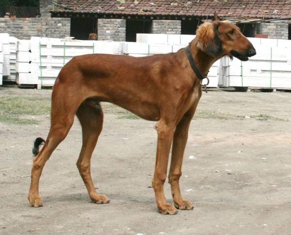 中国猎犬里的速度之王, 敢于灵缇争锋, 哮天犬的原型!