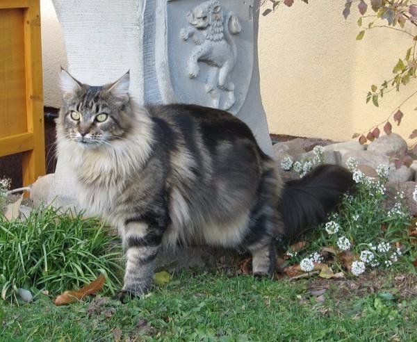 它们是世界上体型最大的猫被誉为温柔的巨人