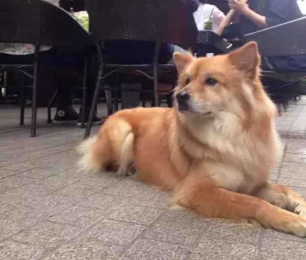 中华田园犬的颜值这么高到底哪儿土了呢