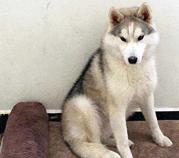 纯白哈士奇黑白哈士奇二哈被毛颜色有很多种,有黑白,灰色,浅红色,银色