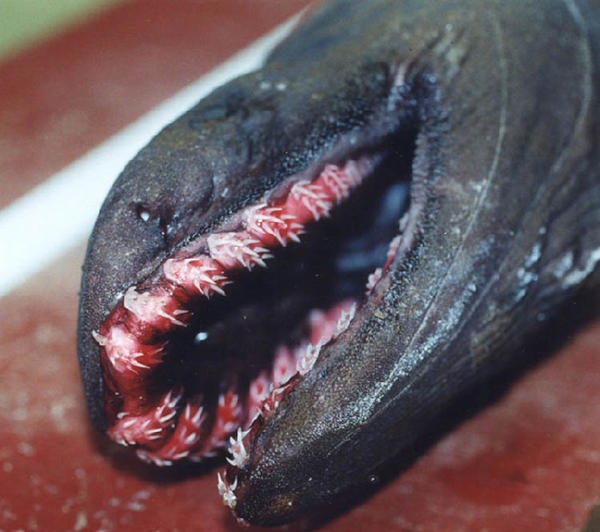 存活至今的"活化石"史前鲨鱼