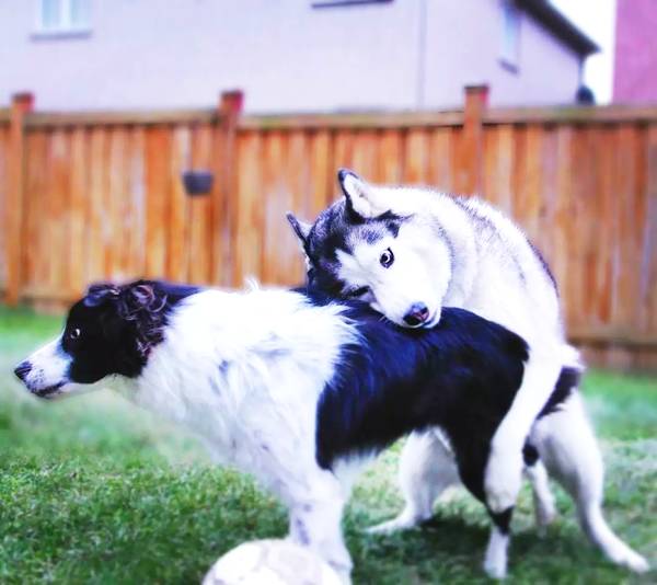 堵车路上见到两只狗对视,气氛让人有点窒息