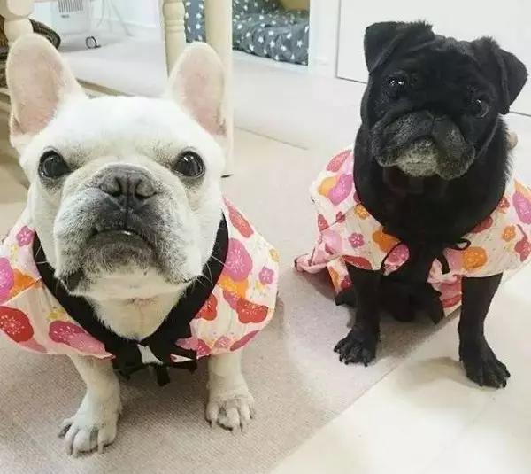 法斗和巴哥是我认为最理想的组合