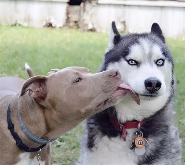 比特犬爱上哈士奇后变得软萌,这深情一舔,二哈很无奈