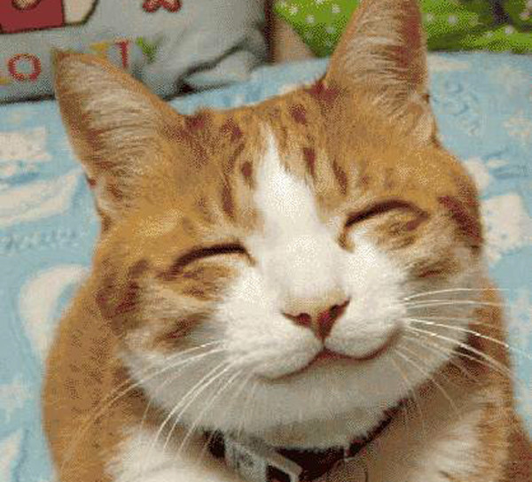 流浪猫咪被网友救回来后,竟然一直在笑……|猫咪|竟然|开心_新浪新闻