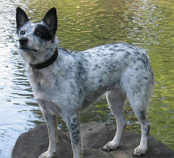 澳洲牧牛犬,别名又叫做昆士蓝赫勒犬(australian queensland heeler)