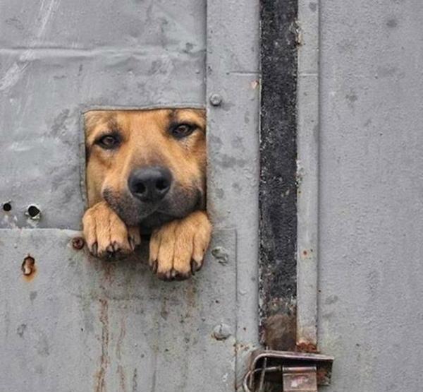 搞笑段子:外面的世界很精彩,外面的世界很无奈,啊呜