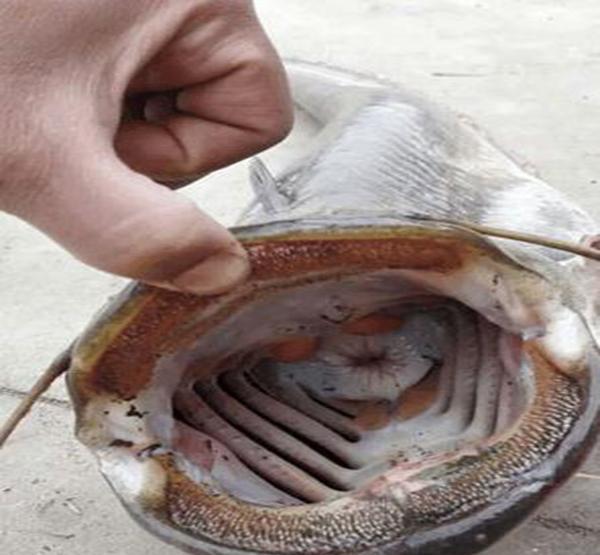 搞笑段子:今天无意间扒开了鱼嘴巴,就看到了这一幕