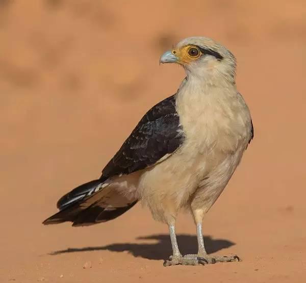 卡拉卡拉鹰有多少种鸟