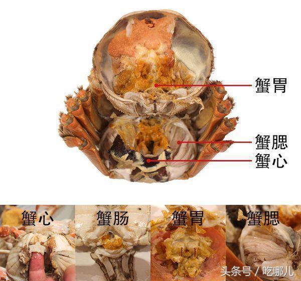 螃蟹解剖图图片