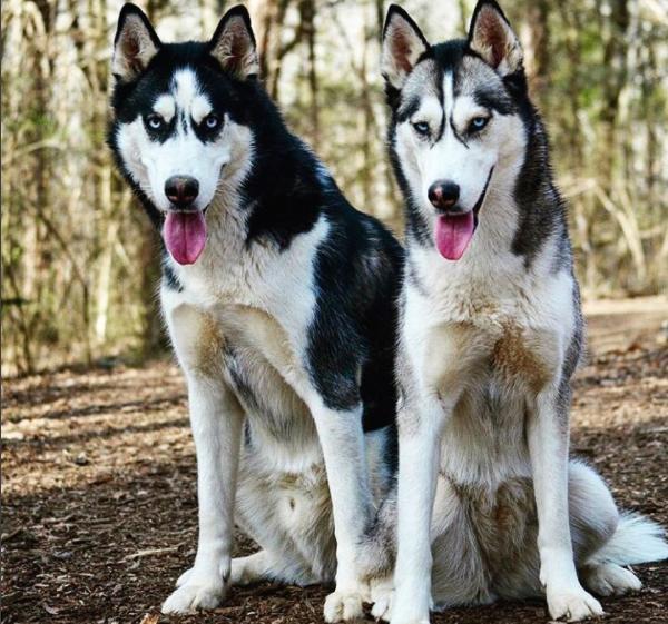 养了两只哈士奇,它俩天天打架可把主人愁坏了!尤其弟弟智障一个