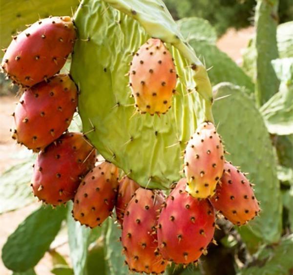 美食科普|恶魔果实其实是非常名贵的水果