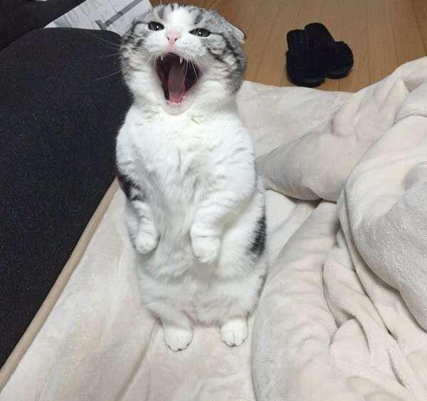 摺耳猫站起来讨饭吃,看起来好可爱!但背后的真相让人超心疼