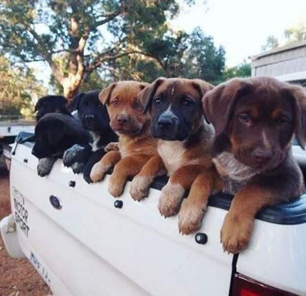 后车厢挤满了超萌汪星人~后面车子无法专心看路了啦