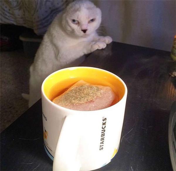 猫咪天生缺陷被前主人抛弃,二次领养时猫咪的表情快哭了