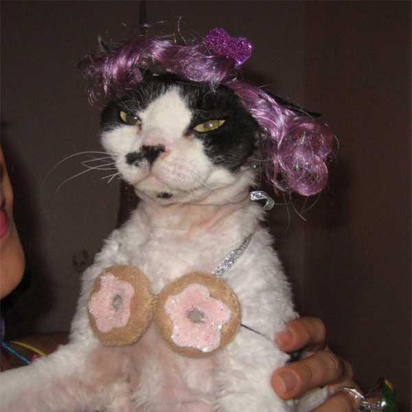 15张爆笑动物眼神图看那些动物们生气起来可以杀人的眼神